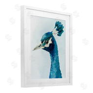 Hannah Dawson | Vivid Plumage Peacock
