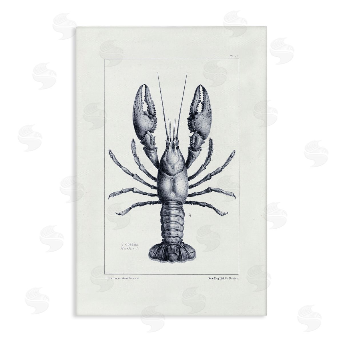 Tina Higgins Designs Inc. Scientific Lobster Specimen Canvas Wall Art Print