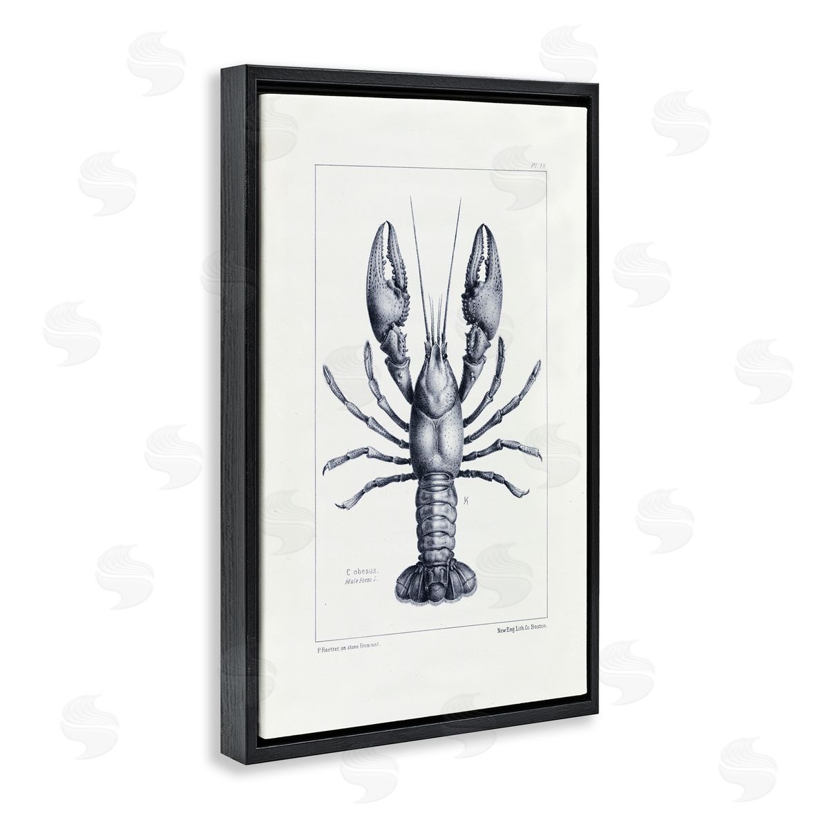 Tina Higgins Designs Inc. Scientific Lobster Specimen Black Floating Frame Canvas Wall Art Print