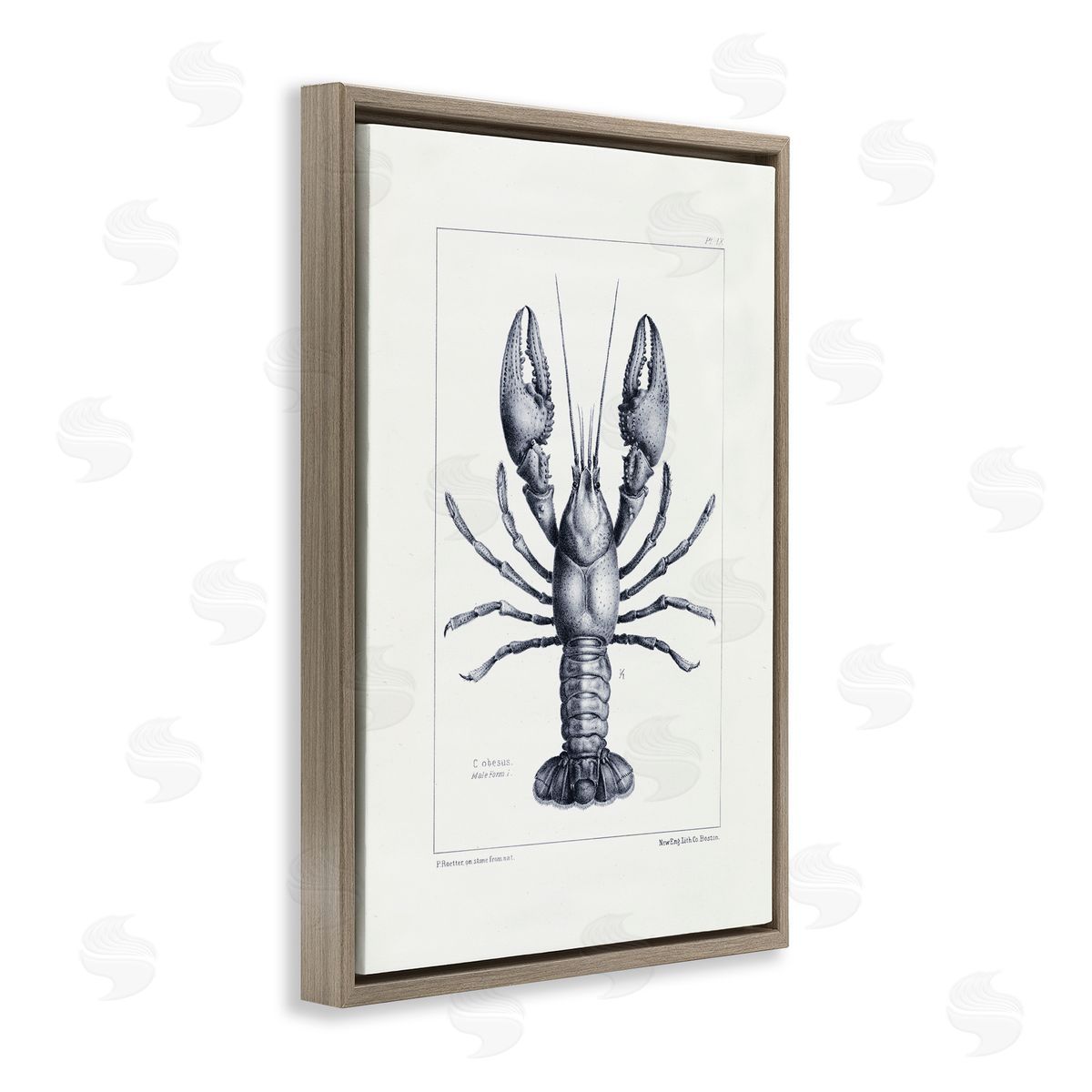 Tina Higgins Designs Inc. Scientific Lobster Specimen Brown Floating Frame Canvas Art Print