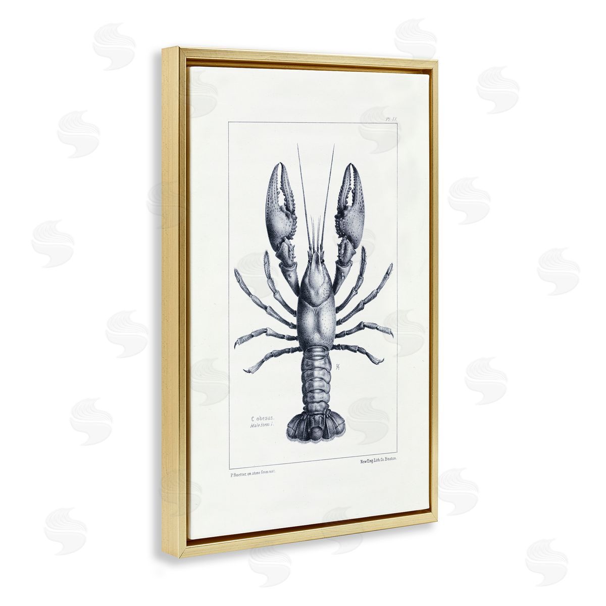 Tina Higgins Designs Inc. Scientific Lobster Specimen Gold Floating Frame Canvas Art Print