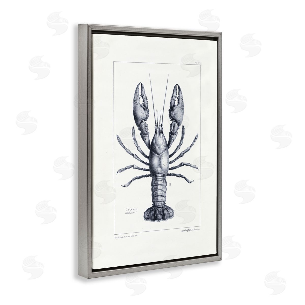 Tina Higgins Designs Inc. Scientific Lobster Specimen Gray Floating Frame Canvas Art Print