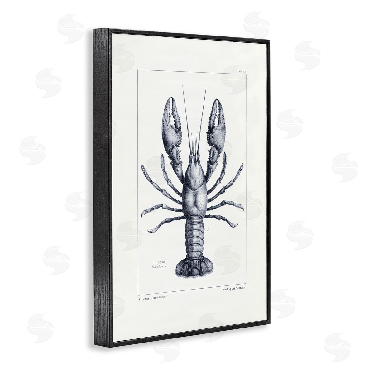 Tina Higgins Designs Inc. Scientific Lobster Specimen Black Framed Giclee Art Print