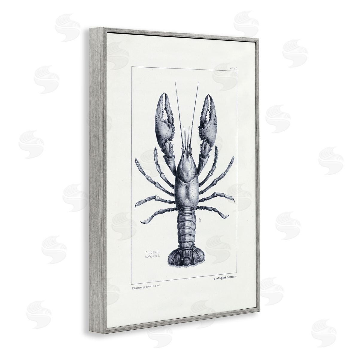 Tina Higgins Designs Inc. Scientific Lobster Specimen Gray Framed Giclee Art Print