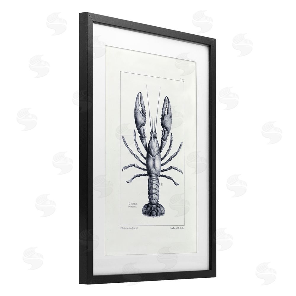 Tina Higgins Designs Inc. Scientific Lobster Specimen Black Framed Print Under Glass Art