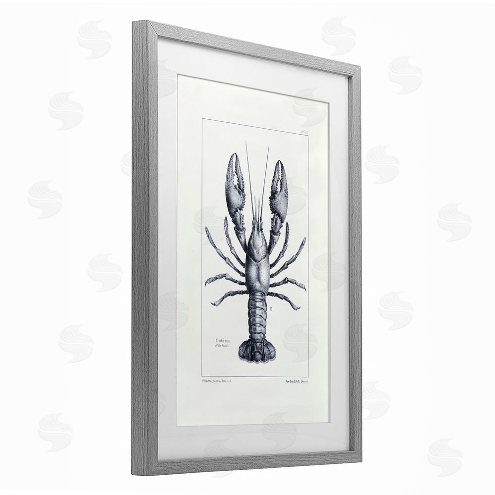 Tina Higgins Designs Inc. Scientific Lobster Specimen Gray Framed Print Under Glass Art