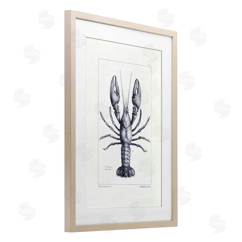 Tina Higgins Designs Inc. Scientific Lobster Specimen Birch Framed Print Under Glass Art