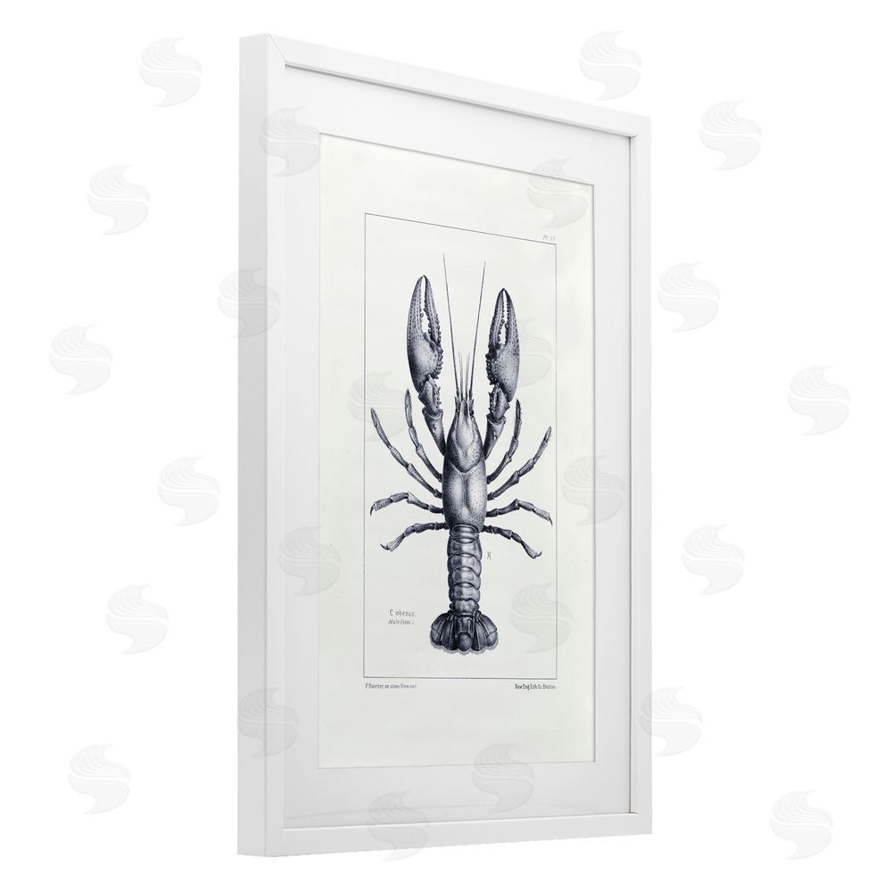 Tina Higgins Designs Inc. Scientific Lobster Specimen White Framed Print Under Glass Art