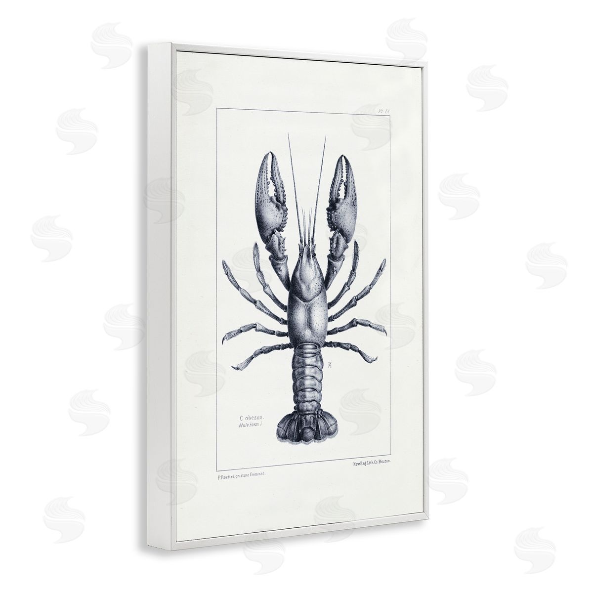 Tina Higgins Designs Inc. Scientific Lobster Specimen White Frame Giclee Art Print