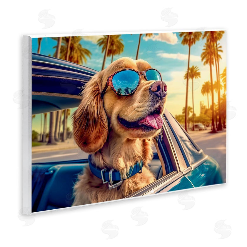 Image World | Cool Puppy Summer Sunset