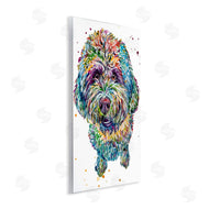 Jennifer Seeley | Lagotto Romagnolo Puppy