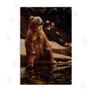 Collin Bogle | Cool Foot Brown Bear