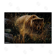 Collin Bogle | Crossing Paths Grizzly Bear