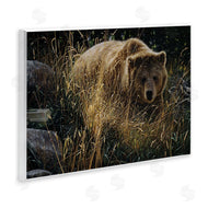 Collin Bogle | Crossing Paths Grizzly Bear