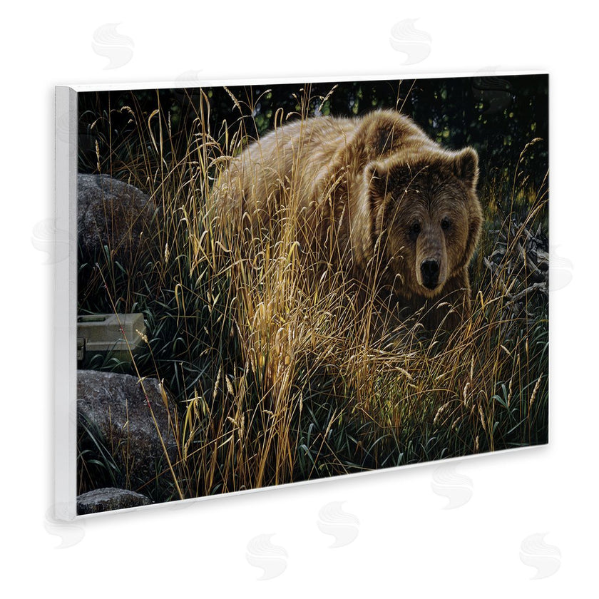 Collin Bogle | Crossing Paths Grizzly Bear