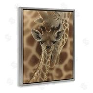 Collin Bogle | Newborn Giraffe Calf