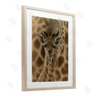 Collin Bogle | Newborn Giraffe Calf