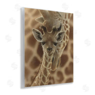 Collin Bogle | Newborn Giraffe Calf