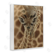 Collin Bogle | Newborn Giraffe Calf