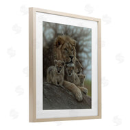 Collin Bogle | Family Man Lion Cubs