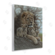 Collin Bogle | Family Man Lion Cubs
