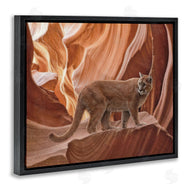 Collin Bogle | Cougar Canyon View