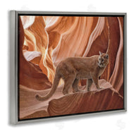 Collin Bogle | Cougar Canyon View