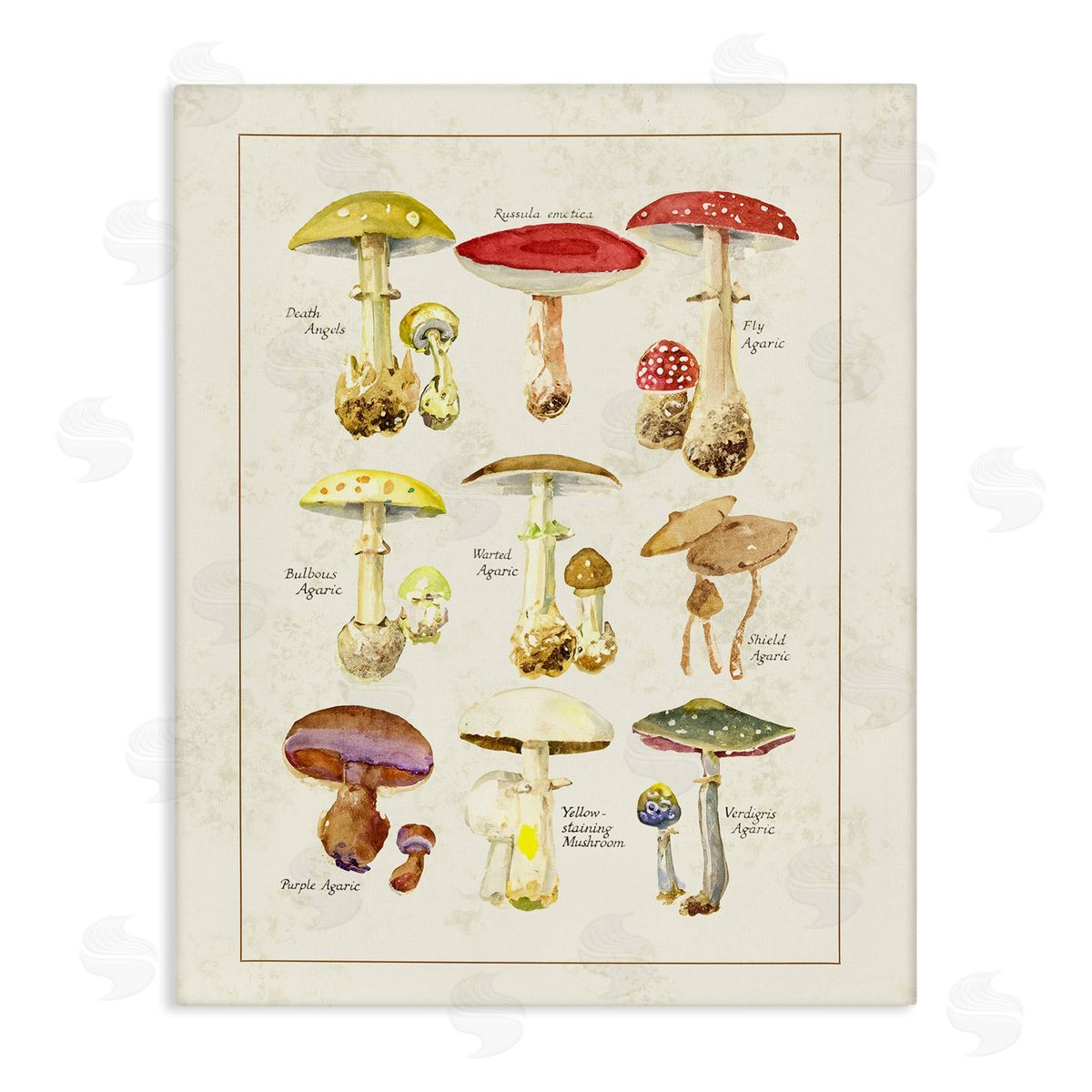 Tina Higgins Designs Inc. Various Mushroom Specimen Canvas Wall Art Print