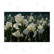 Collin Bogle | White Iris Garden