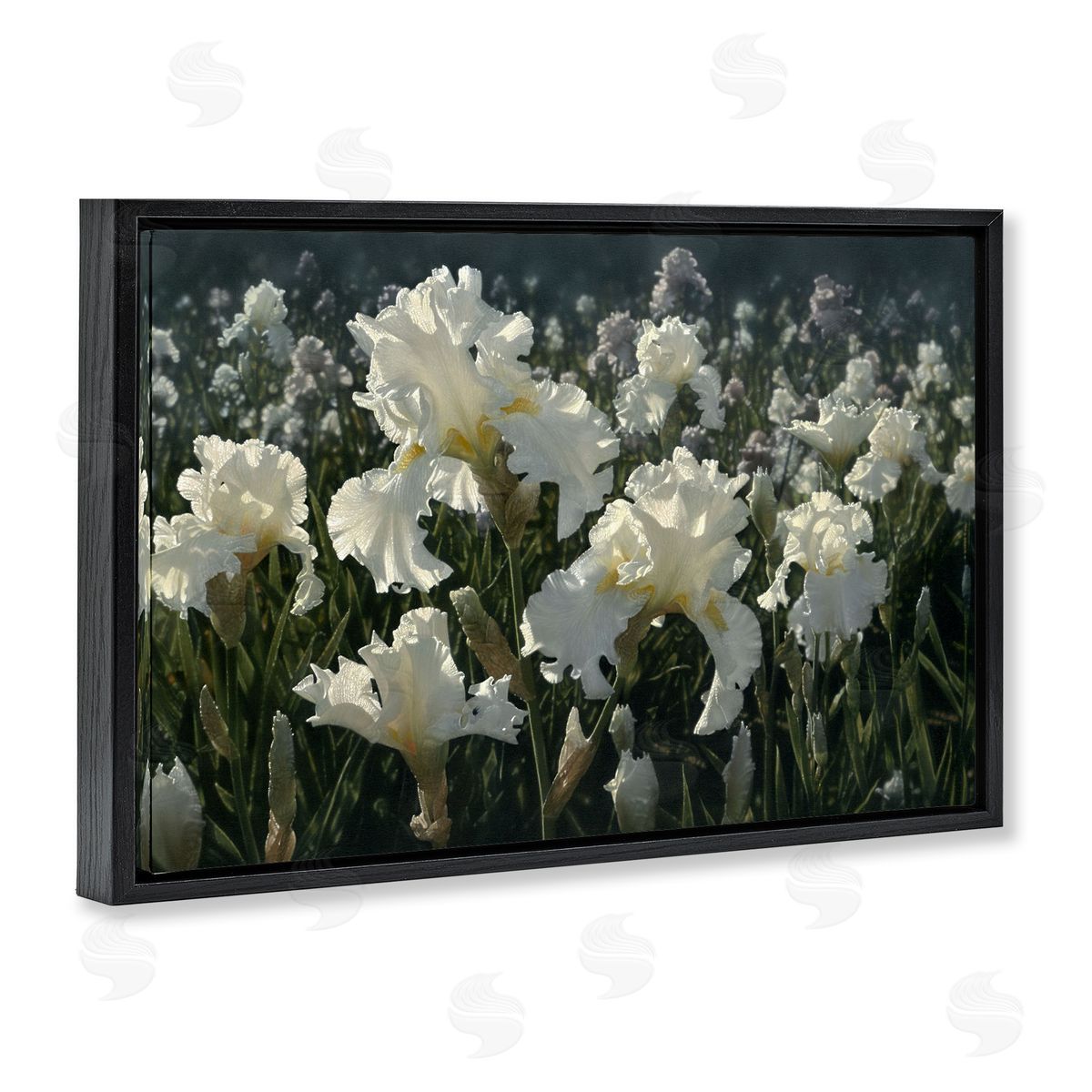 Collin Bogle White Iris Garden Canvas Wall Art Print