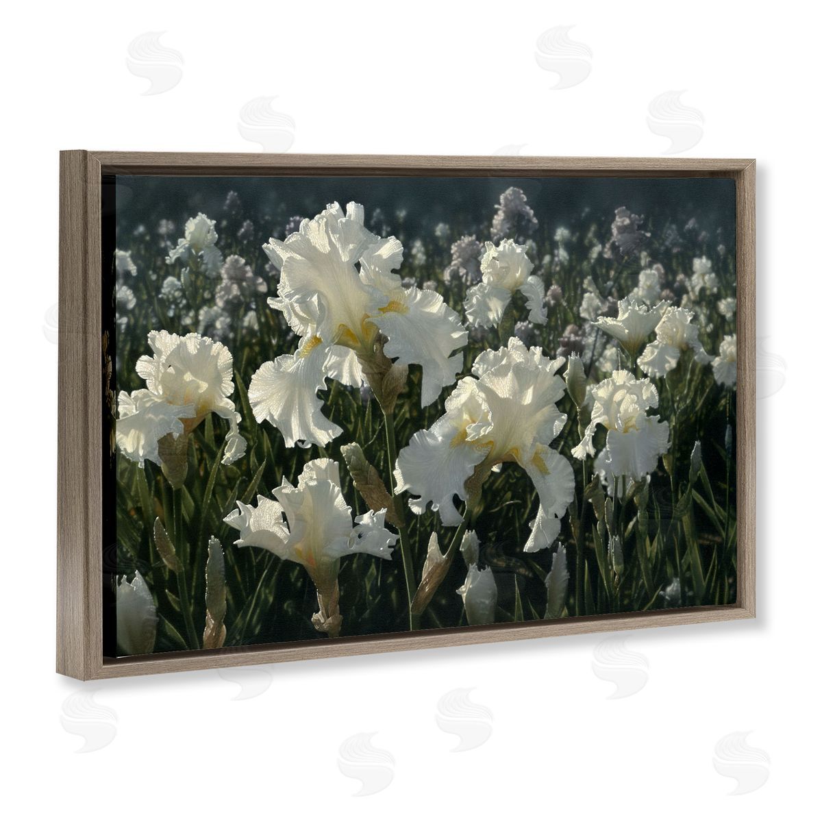 Collin Bogle White Iris Garden Canvas Wall Art Print