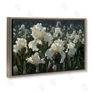 Collin Bogle | White Iris Garden