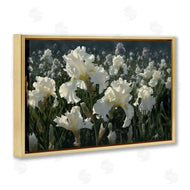 Collin Bogle | White Iris Garden