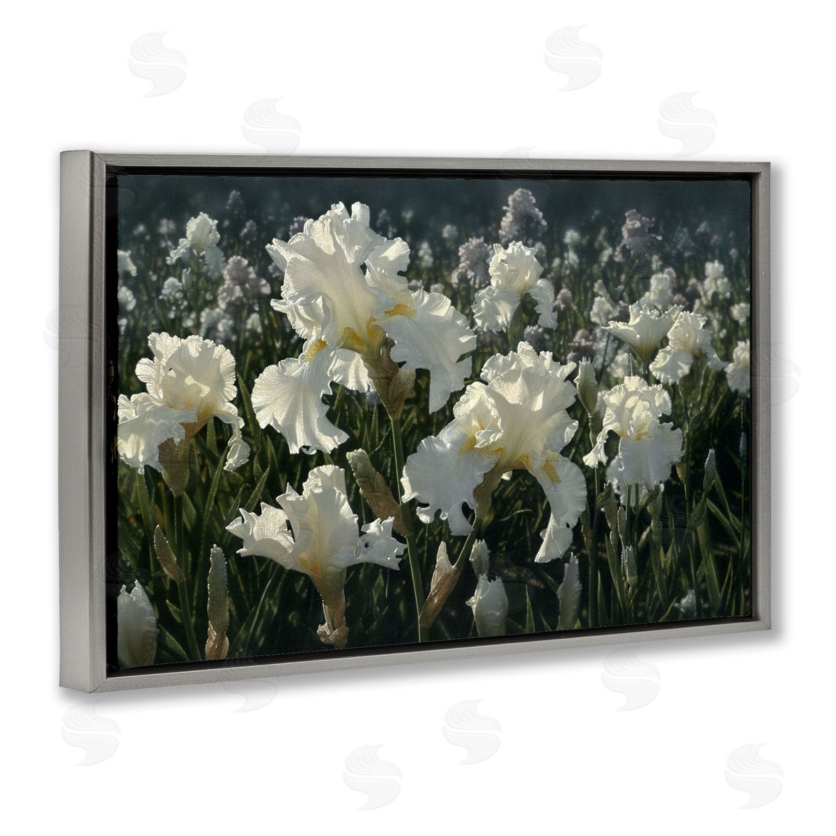 Collin Bogle White Iris Garden Canvas Wall Art Print