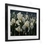Collin Bogle | White Iris Garden