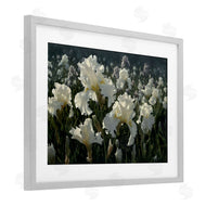 Collin Bogle | White Iris Garden