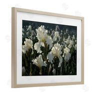 Collin Bogle | White Iris Garden