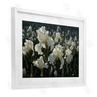 Collin Bogle | White Iris Garden