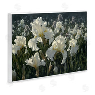 Collin Bogle | White Iris Garden