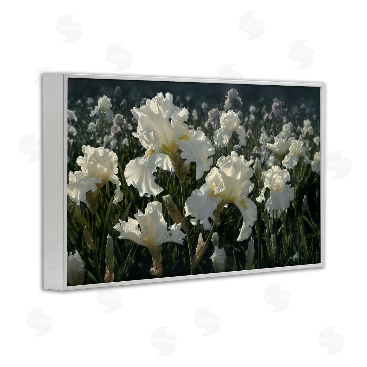 Collin Bogle White Iris Garden Canvas Wall Art Print