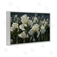 Collin Bogle | White Iris Garden