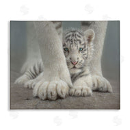 Collin Bogle | Sheltered White Tiger Cub