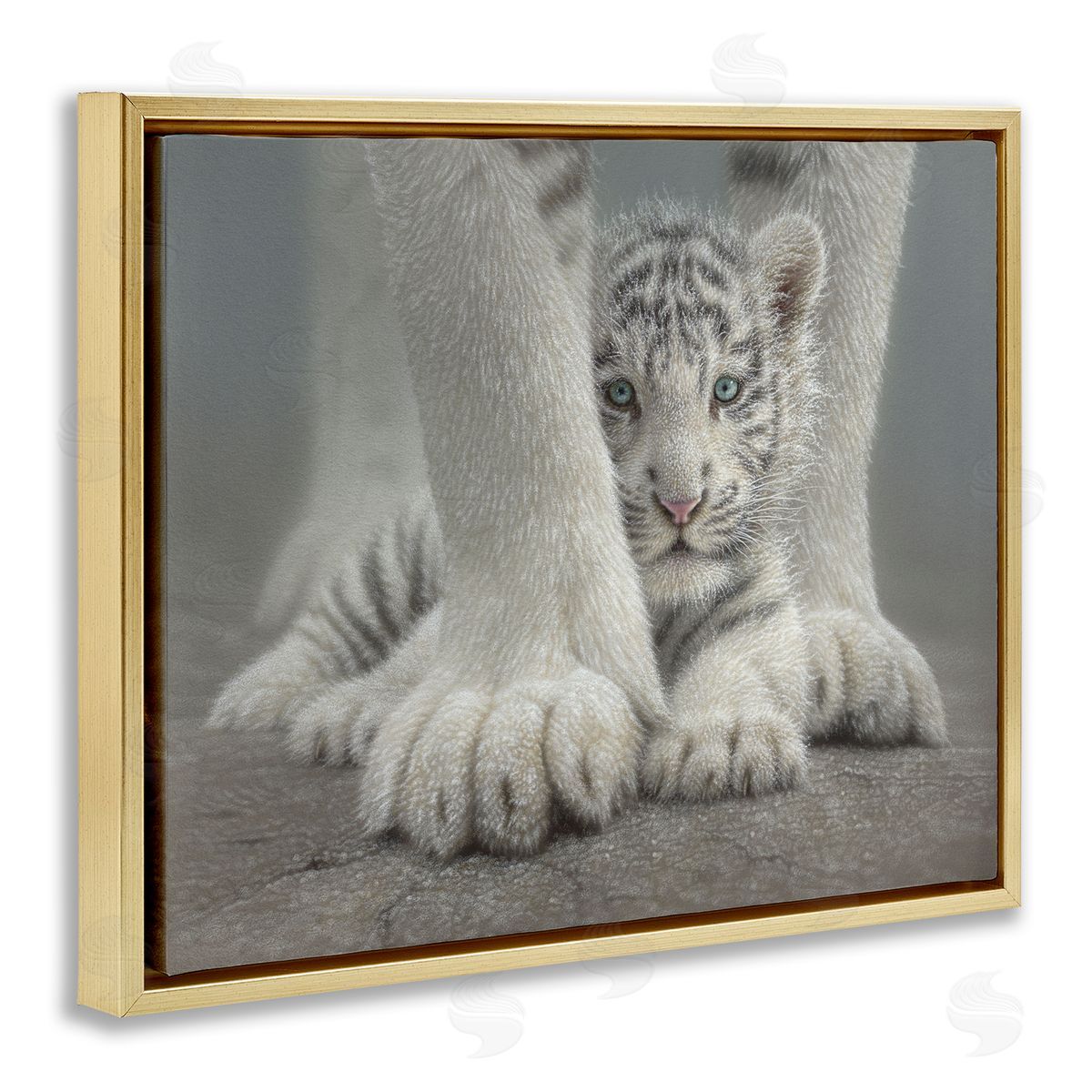 Collin Bogle Sheltered White Tiger Cub Canvas Wall Art Print