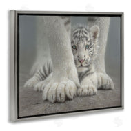 Collin Bogle | Sheltered White Tiger Cub