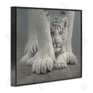 Collin Bogle | Sheltered White Tiger Cub