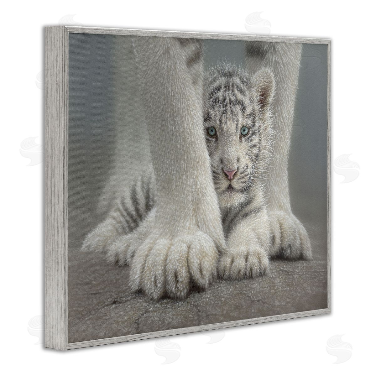 Collin Bogle Sheltered White Tiger Cub Canvas Wall Art Print