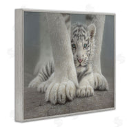 Collin Bogle | Sheltered White Tiger Cub
