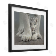 Collin Bogle | Sheltered White Tiger Cub
