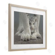 Collin Bogle | Sheltered White Tiger Cub