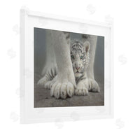 Collin Bogle | Sheltered White Tiger Cub